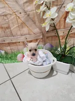 Titi, a female Chihuahua for sale in Cape Coral, FL – 1 of 2
