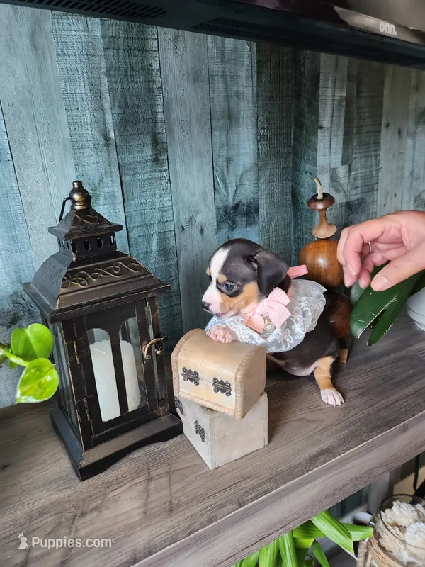 Oreo – Rat Terrier, Chihuahua puppy for sale in Cape Coral, FL
