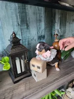 Oreo, a female Rat Terrier and Chihuahua for sale in Cape Coral, FL – 1 of 2