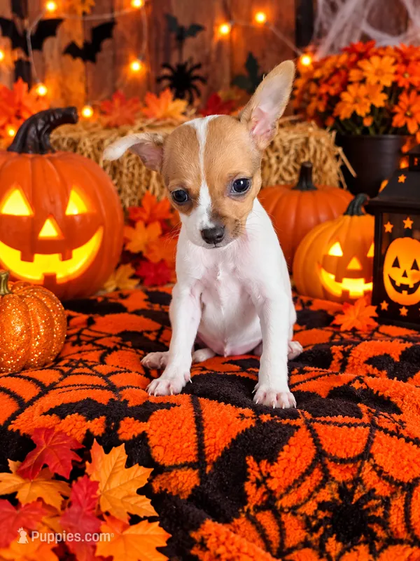 Lala – Chihuahua puppy for sale in Cape Coral, FL