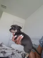 Tina, a female Chihuahua for sale in Cape Coral, FL – Photo 2 of 2