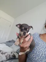 Tina, a female Chihuahua for sale in Cape Coral, FL – Photo 1 of 2