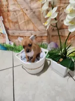 Coco, a male Chihuahua for sale in Cape Coral, FL – 1 of 2