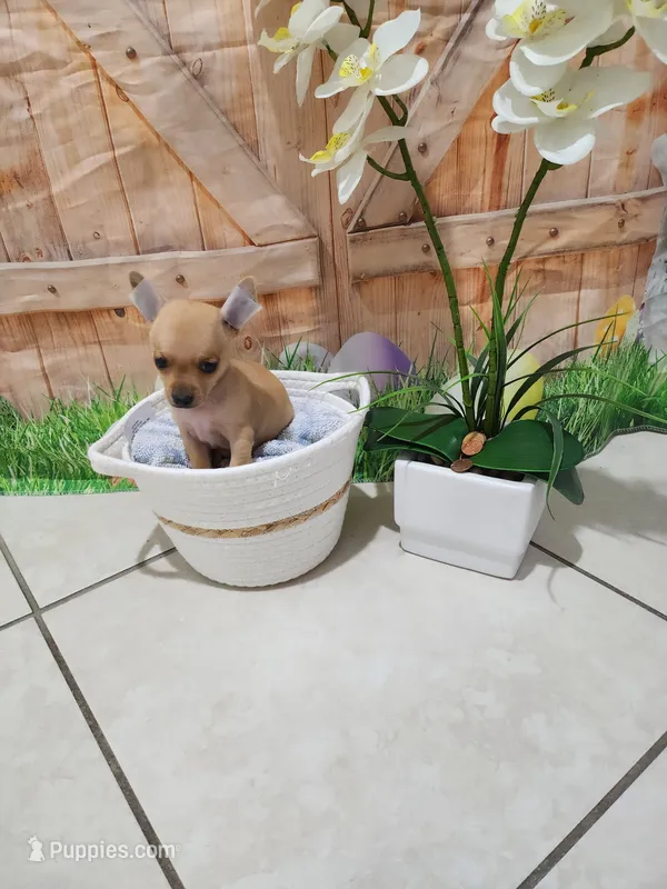 Rayito – Chihuahua puppy for sale in Cape Coral, FL