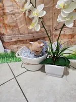 Nancy, a female Chihuahua for sale in Cape Coral, FL – 2 of 2