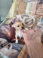 Roco, a male Chihuahua for sale in Cape Coral, FL – 2 of 2