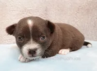 AKC QUINNA, a female Chihuahua for sale in Muskogee, OK – 4 of 10