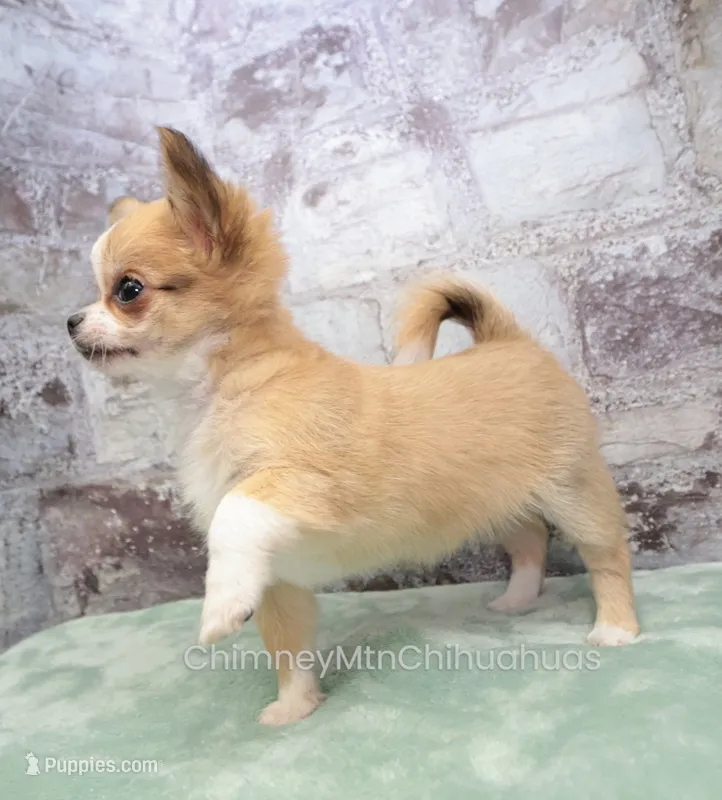 AKC PALOMA – Chihuahua puppy for sale in Muskogee, OK