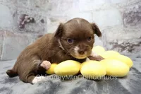 AKC NUTMEG, a female Chihuahua for sale in Muskogee, OK – 3 of 10