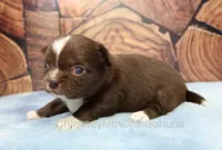 AKC EMILY, a female Chihuahua for sale in Muskogee, OK – 8 of 10