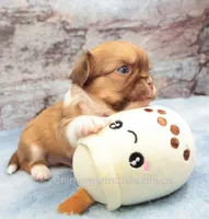 AKC PIP, a male Chihuahua for sale in Muskogee, OK – 8 of 10