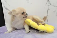 AKC FREIDA, a female Chihuahua for sale in Muskogee, OK – 8 of 10