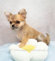 AKC VERITY, a female Chihuahua for sale in Muskogee, OK – 1 of 10