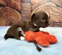 AKC CHARLOTTE, a female Chihuahua for sale in Muskogee, OK – 3 of 10