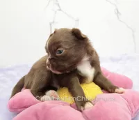 AKC EPHRAIM, a male Chihuahua for sale in Muskogee, OK – Photo 4 of 10