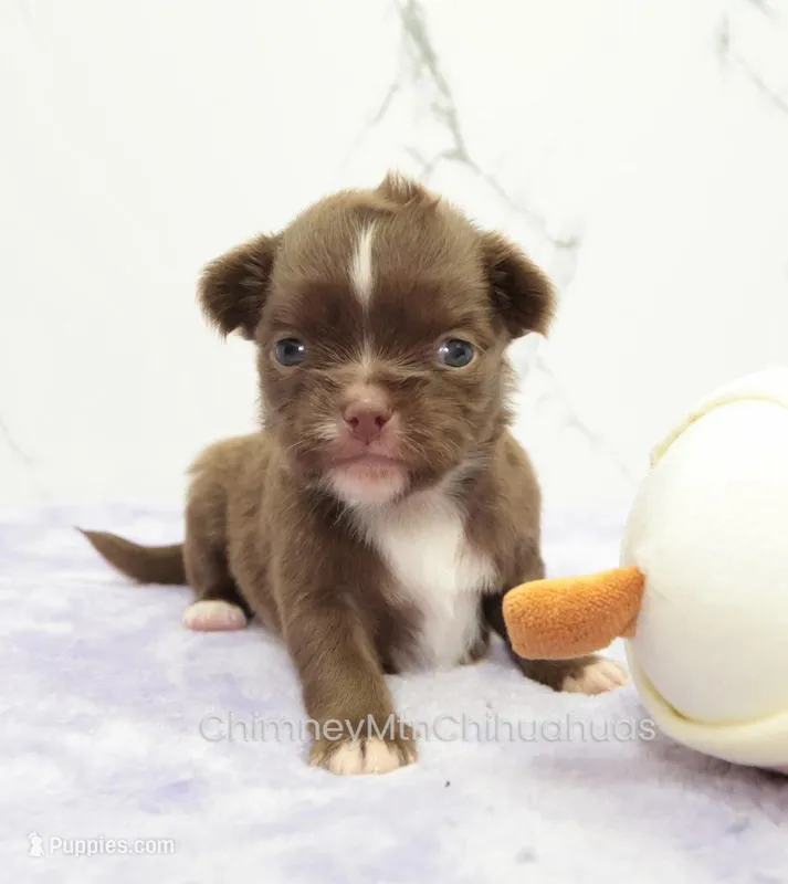AKC EPHRAIM – Chihuahua puppy for sale in Muskogee, OK