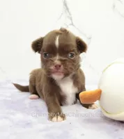 AKC EPHRAIM, a male Chihuahua for sale in Muskogee, OK – Photo 1 of 10