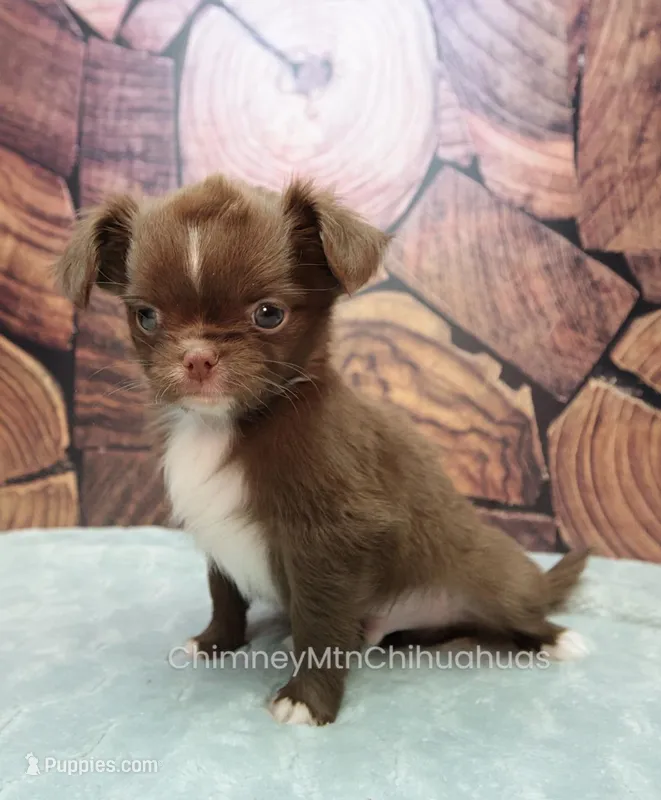 AKC EPHRAIM – Chihuahua puppy for sale in Muskogee, OK