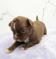 AKC EPHRAIM, a male Chihuahua for sale in Muskogee, OK – Photo 8 of 10