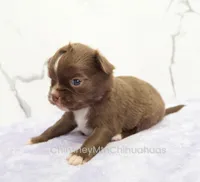 AKC EPHRAIM, a male Chihuahua for sale in Muskogee, OK – Photo 6 of 10