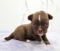 AKC EPHRAIM, a male Chihuahua for sale in Muskogee, OK – Photo 2 of 10