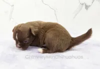 AKC EPHRAIM, a male Chihuahua for sale in Muskogee, OK – Photo 7 of 10