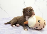 AKC EPHRAIM, a male Chihuahua for sale in Muskogee, OK – Photo 5 of 10