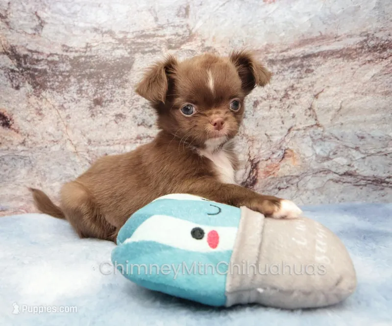 AKC EPHRAIM – Chihuahua puppy on hold in Muskogee, OK