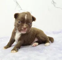 AKC EPHRAIM, a male Chihuahua for sale in Muskogee, OK – Photo 3 of 10