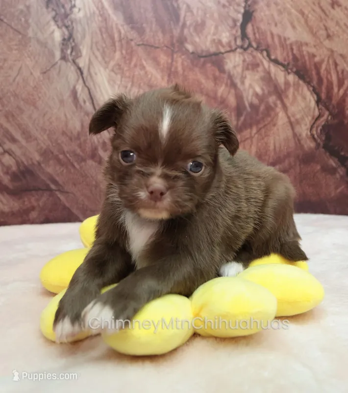 AKC EPHRAIM – Chihuahua puppy for sale in Muskogee, OK