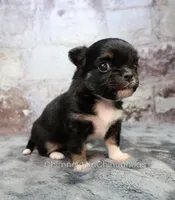 AKC PRALINE, a female Chihuahua for sale in Muskogee, OK – 4 of 10