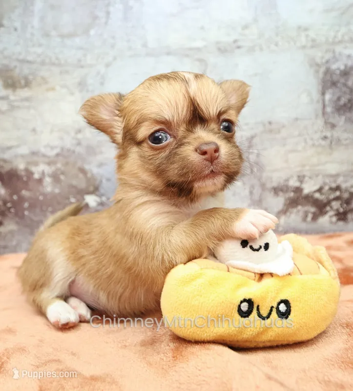 AKC ILANA – Chihuahua puppy for sale in Muskogee, OK