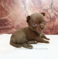 AKC AGNES, a female Chihuahua for sale in Muskogee, OK – 2 of 10