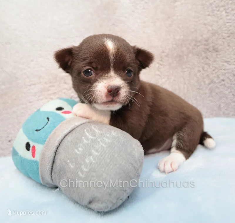 AKC QUINNA – Chihuahua puppy for sale in Muskogee, OK