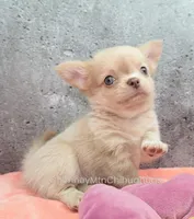 AKC SANTIAGO, a male Chihuahua for sale in Muskogee, OK – Photo 6 of 10