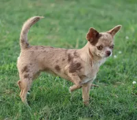 AKC SANTIAGO, a male Chihuahua for sale in Muskogee, OK – Photo 10 of 10