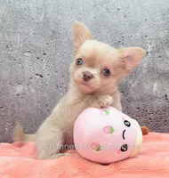 AKC SANTIAGO, a male Chihuahua for sale in Muskogee, OK – Photo 8 of 10