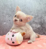 AKC SANTIAGO, a male Chihuahua for sale in Muskogee, OK – Photo 1 of 10