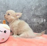 AKC SANTIAGO, a male Chihuahua for sale in Muskogee, OK – Photo 2 of 10