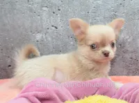 AKC SANTIAGO, a male Chihuahua for sale in Muskogee, OK – Photo 4 of 10