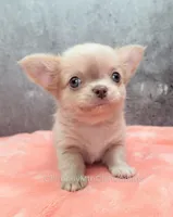 AKC SANTIAGO, a male Chihuahua for sale in Muskogee, OK – Photo 3 of 10