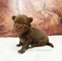 AKC MARGO, a female Chihuahua for sale in Muskogee, OK – 7 of 10