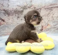 AKC JAKE, a male Chihuahua for sale in Muskogee, OK – 8 of 10