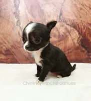 AKC ISLA, a female Chihuahua for sale in Muskogee, OK – 8 of 10