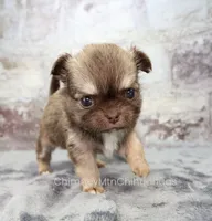 AKC CINNAMON, a female Chihuahua for sale in Muskogee, OK – 2 of 10