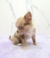 AKC IRENE, a female Chihuahua for sale in Muskogee, OK – 8 of 10