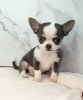 Unborn Litter- AKC, a  Chihuahua for sale in Muskogee, OK – Photo 4 of 7