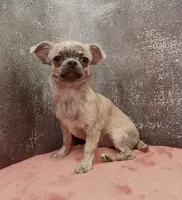 Unborn Litter- AKC, a  Chihuahua for sale in Muskogee, OK – Photo 5 of 7