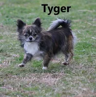 Unborn Litter- AKC, a  Chihuahua for sale in Muskogee, OK – Photo 6 of 7