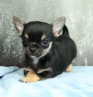 Unborn Litter- AKC, a  Chihuahua for sale in Muskogee, OK – Photo 3 of 7